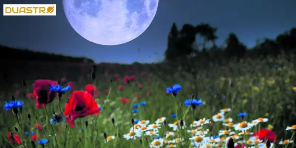 Lunar Plant Magic Harnessing the Energy of the Moon